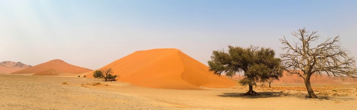 Dune di sabbia e acacie nel deserto
